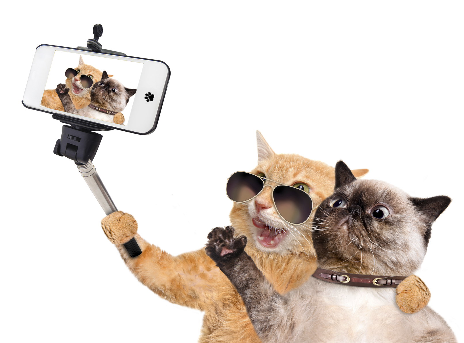 Cats taking a selfie with a smartphone . Isolated on white.