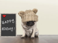 cute pug puppy dog with bad monday morning mood, sitting next to blackboard sign with text happy monday withcopy space