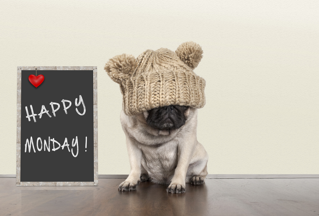cute pug puppy dog with bad monday morning mood, sitting next to blackboard sign with text happy monday withcopy space