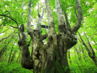 Akita summer beech forest