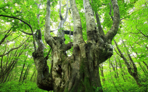 Akita summer beech forest