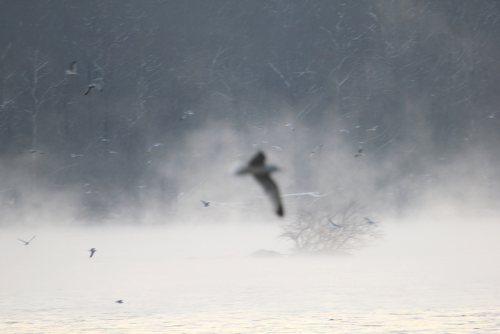 Out-of-focus seagulls on the Susquehanna River, MD, USA.